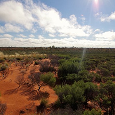 Desert-myrtle-shrubland-in-Australias-Gibson_Desert